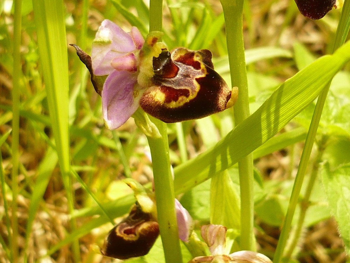 Ophrys fuciflora subsp. fuciflora (Orchidaceae)